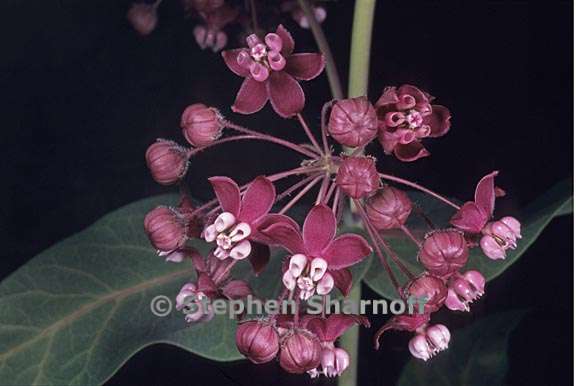 asclepias cordifolia 1 graphic